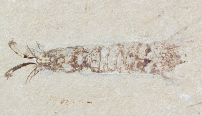 Exceptional, Fossil Mantis Shrimp (Sculda syriaca) - Lebanon #48533
